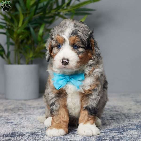 Tatum, Mini Bernedoodle Puppy
